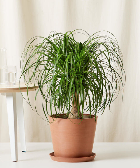 Nolina Palm