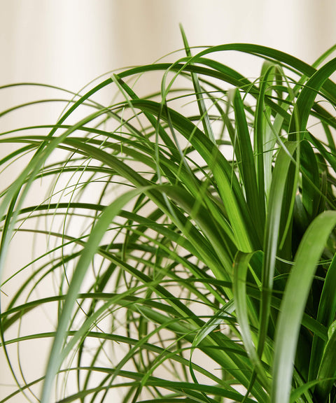 Nolina Palm