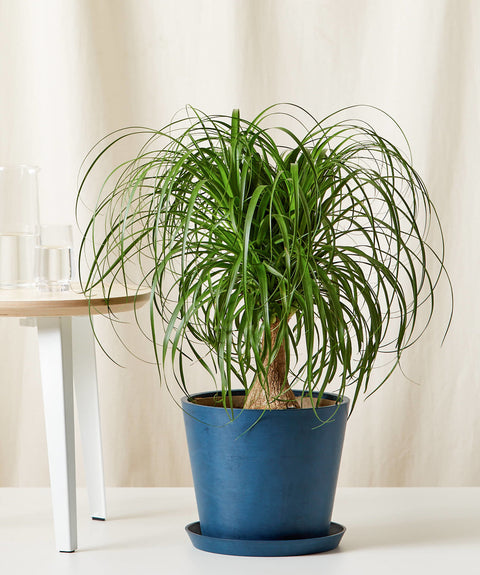Nolina Palm