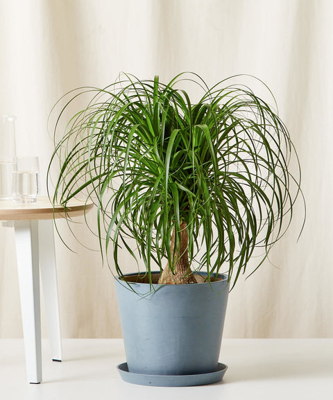 Nolina Palm