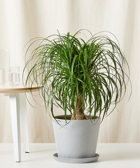 Nolina Palm