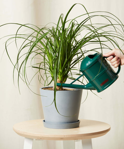 Nolina Palm