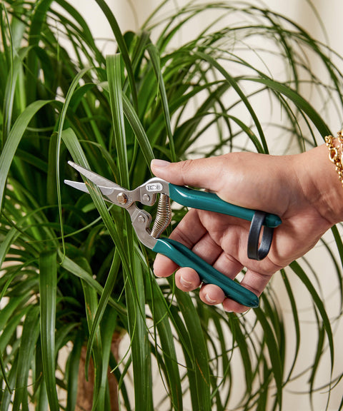 Nolina Palm