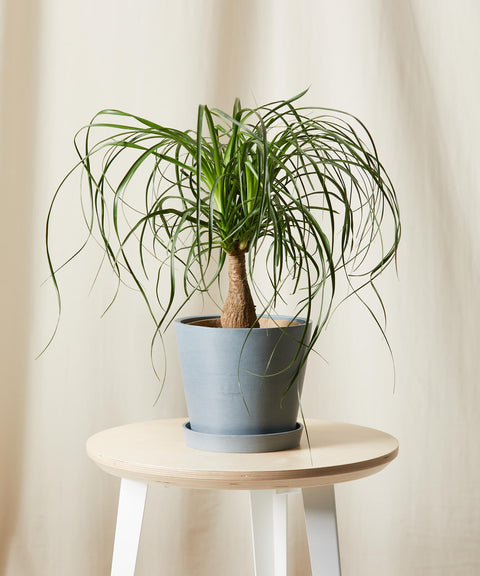 Nolina Palm