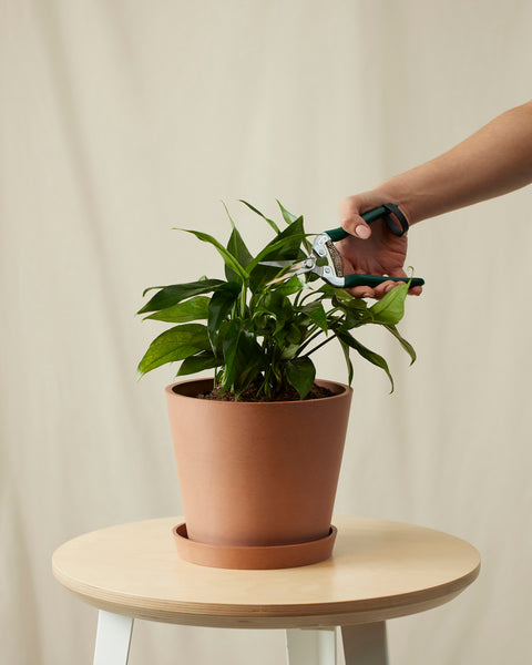 Epipremnum Pinnatum - Baltic Blue Pothos