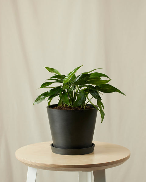Epipremnum Pinnatum - Baltic Blue Pothos