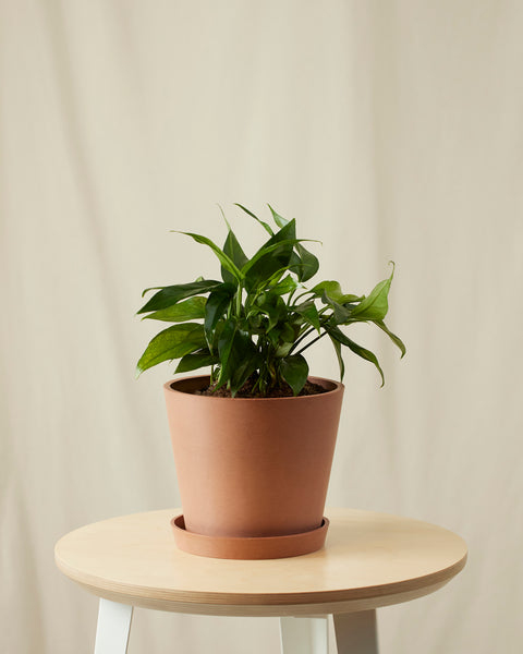 Epipremnum Pinnatum - Baltic Blue Pothos