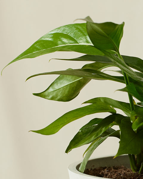 Epipremnum Pinnatum - Baltic Blue Pothos