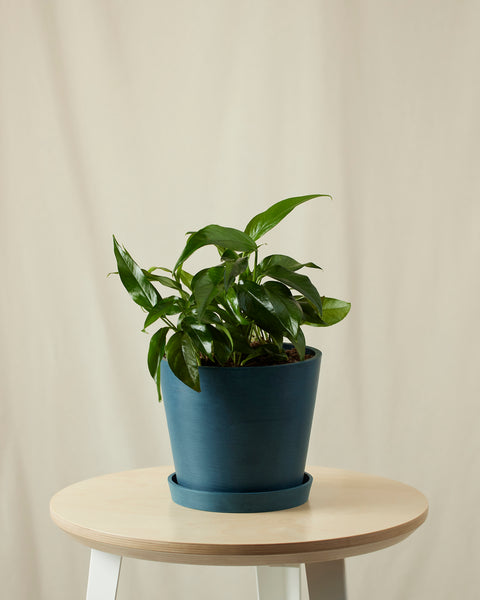 Epipremnum Pinnatum - Baltic Blue Pothos