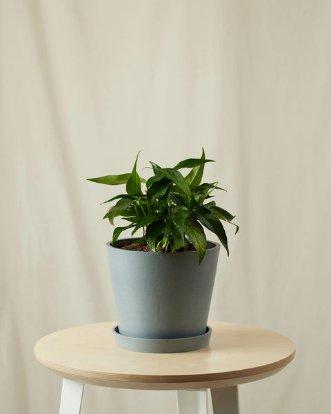 Epipremnum Pinnatum - Baltic Blue Pothos