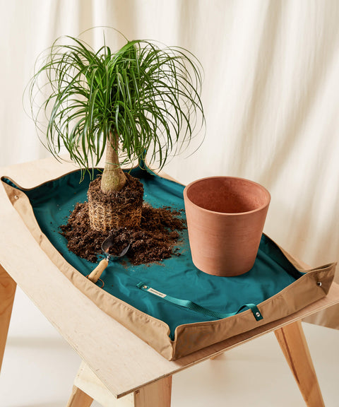 Nolina Palm