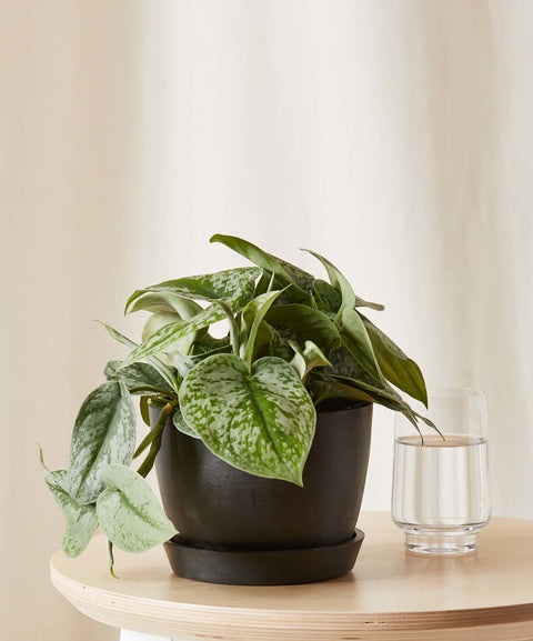 Scindapsus Pictus Exotica - Silver Pothos
