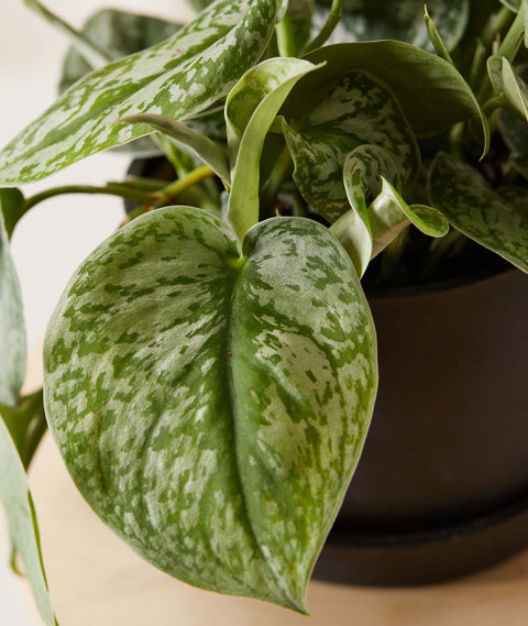 Scindapsus Pictus Exotica - Silver Pothos