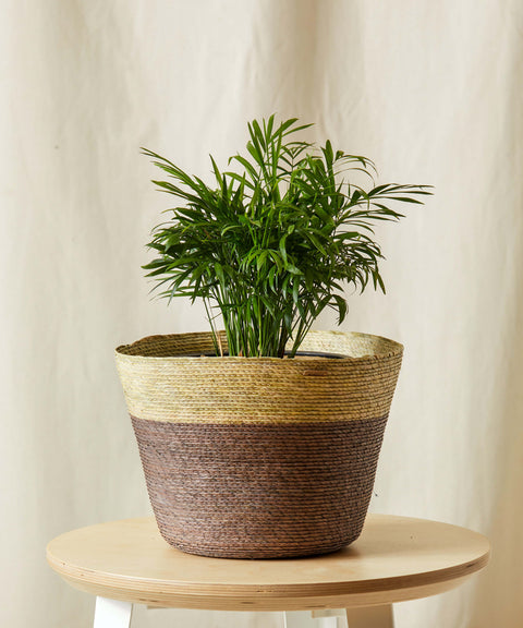 Parlour Palm