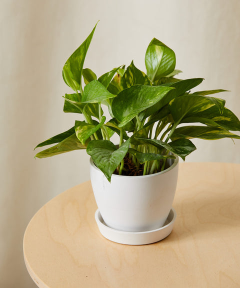Money Plant Variegated