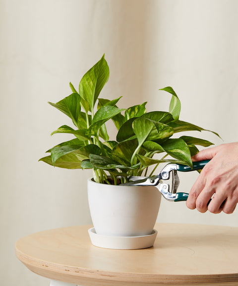 Money Plant Variegated