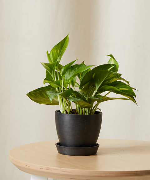 Money Plant Variegated