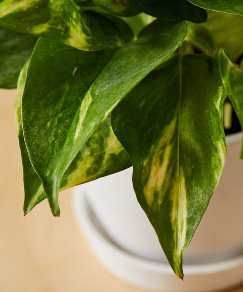 Money Plant Variegated