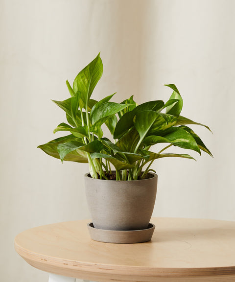 Money Plant Variegated