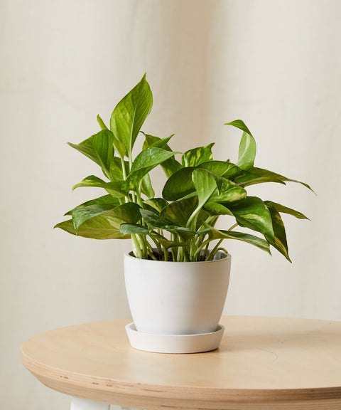 Money Plant Variegated