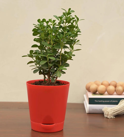 Boxwood Buxus