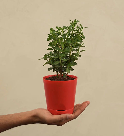 Boxwood Buxus