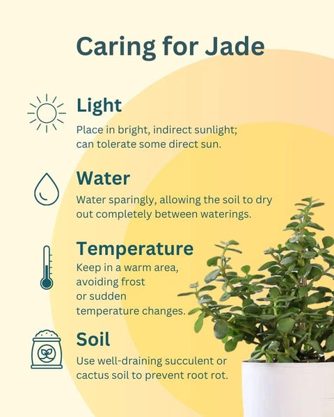 Jade Mini