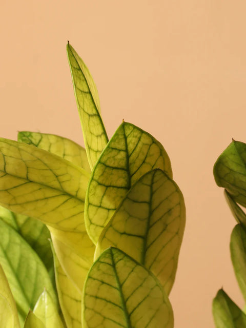 Zamioculcas Zamiifolia 'Chameleon'