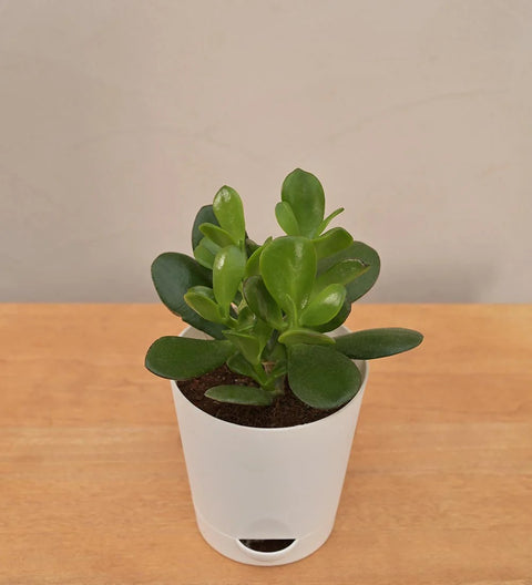 Crassula Ovata