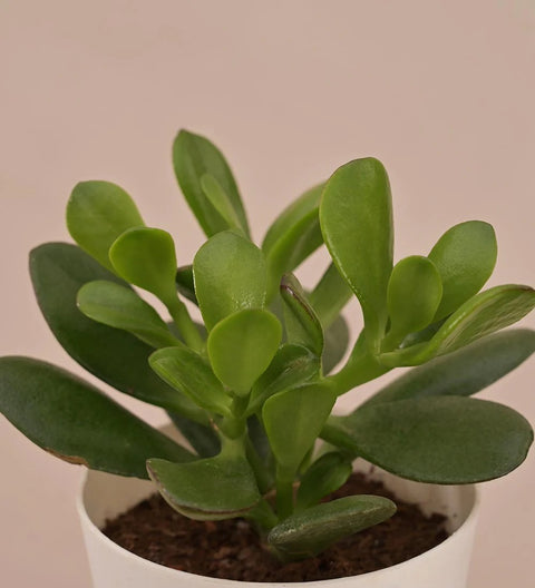 Crassula Ovata