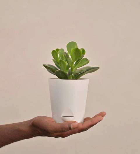Crassula Ovata