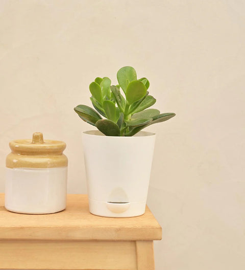 Crassula Ovata