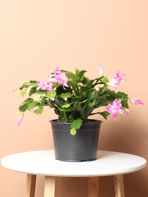 Christmas Cactus