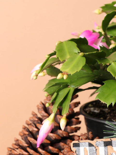 Christmas Cactus