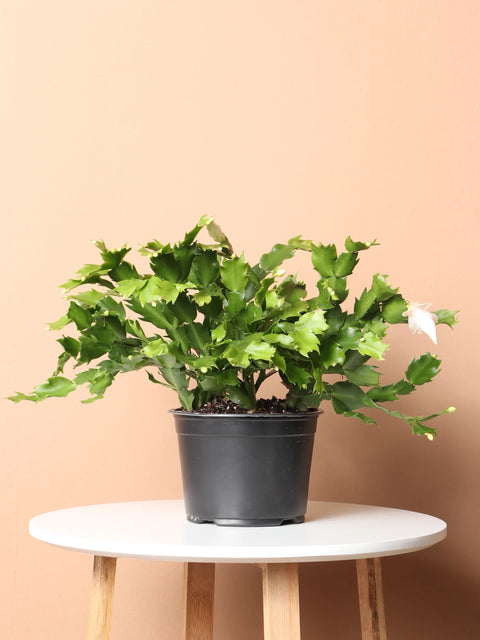 Christmas Cactus