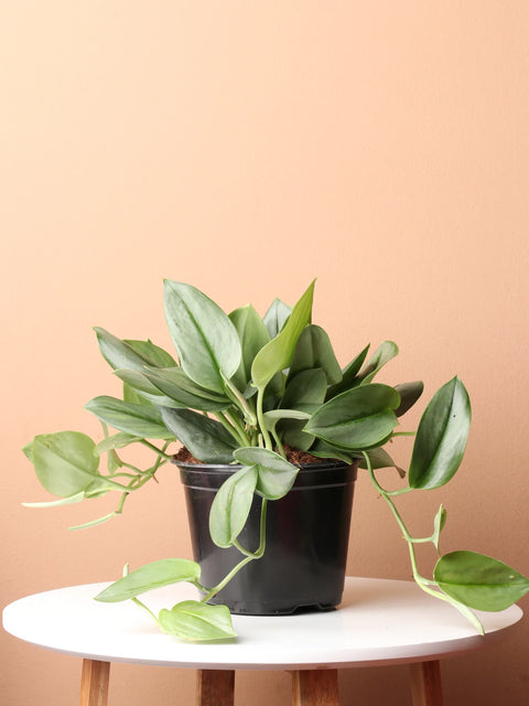 Scindapsus Treubii "Moonlight"