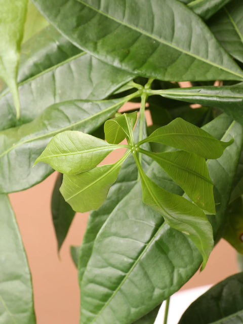 Money Tree