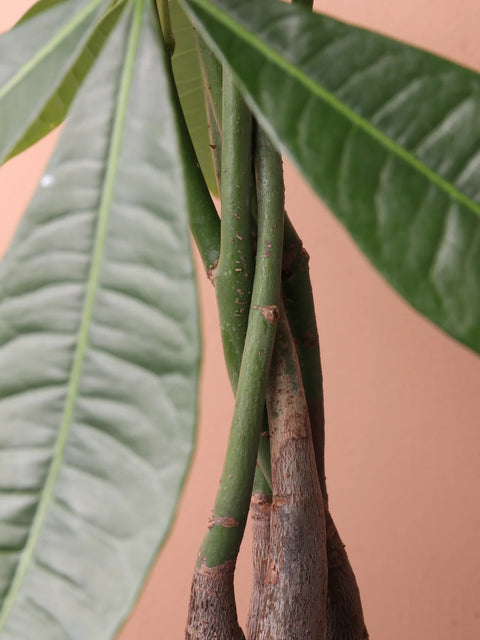 Money Tree