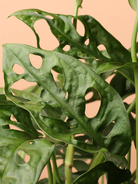 Philodendron Broken Heart