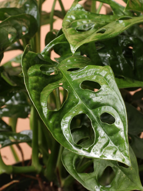 Philodendron Broken Heart