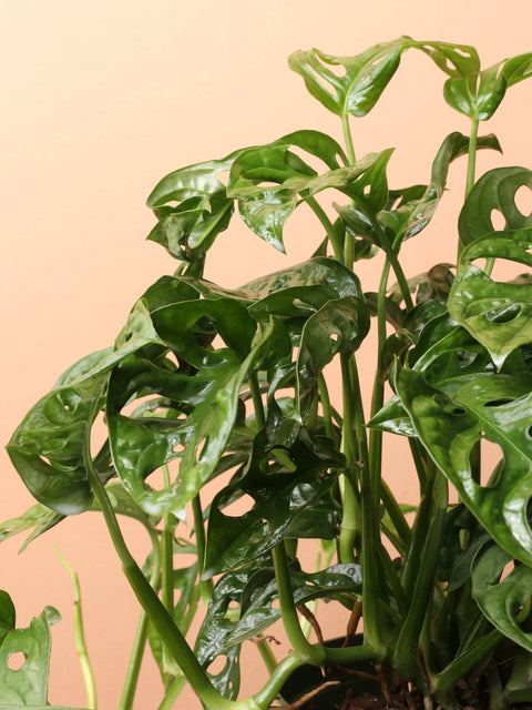 Philodendron Broken Heart