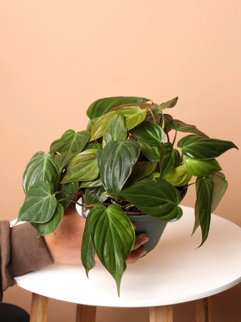 Philodendron Micans