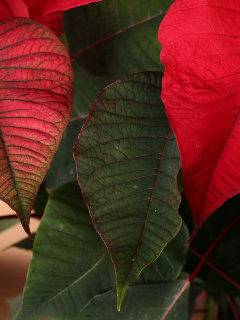 Poinsettia Red XL