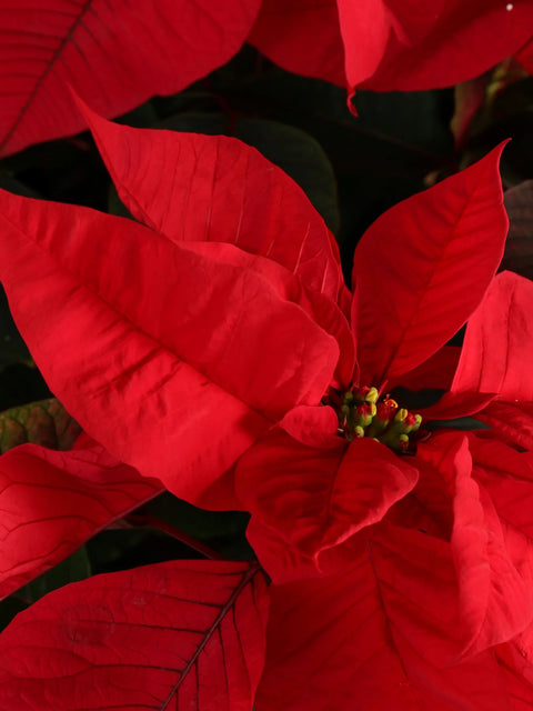 Poinsettia Red XL
