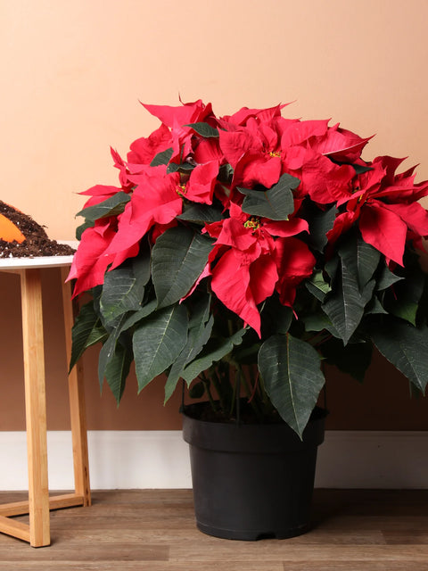 Poinsettia Red
