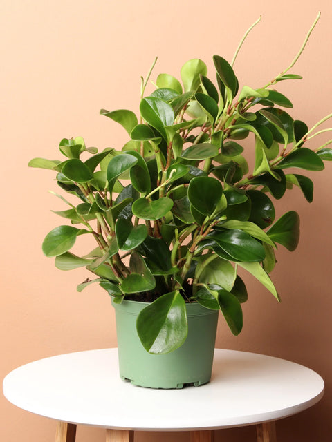 Peperomia Obtusifolia