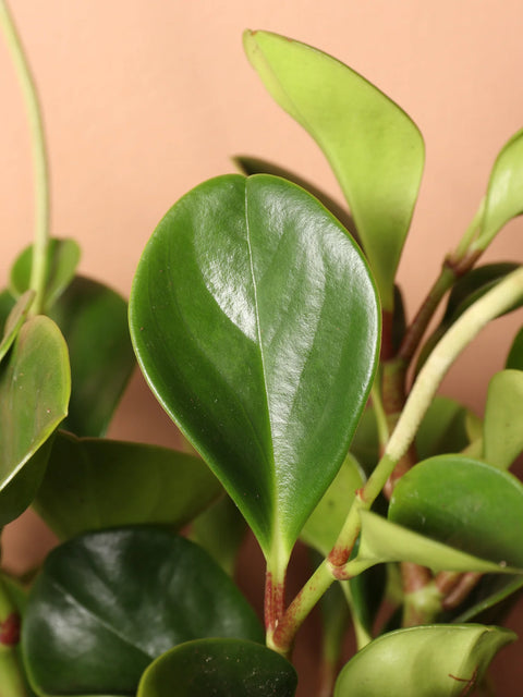 Peperomia Obtusifolia