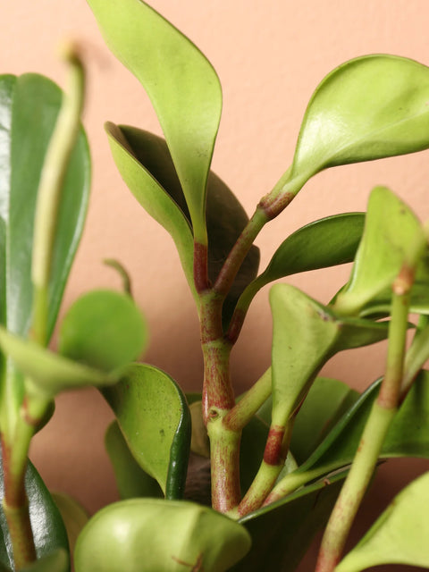 Peperomia Obtusifolia