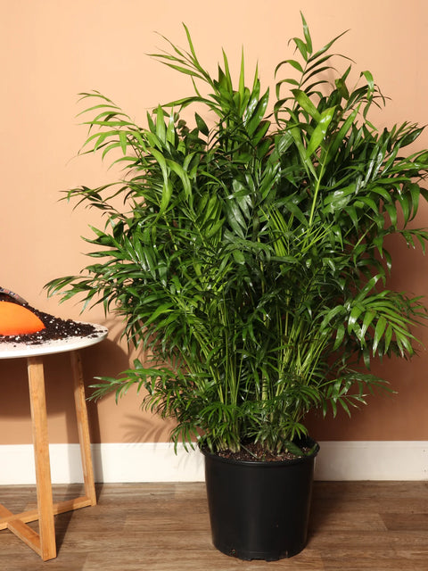 Parlour Palm