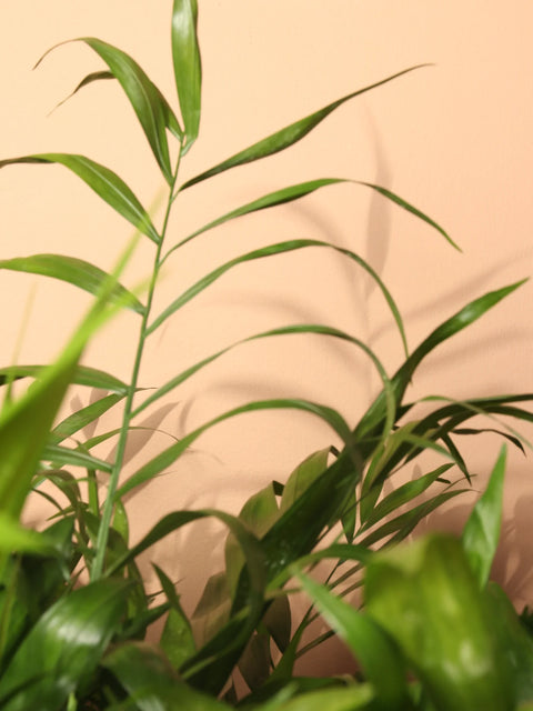 Parlour Palm
